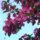 Blüte