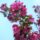 Blüte