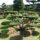Bonsaiform ca. 170x380 (Taxus baccata Summergold)