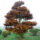 Bonsaiform ca. 360x270; Herbstfärbung