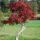 Schirmform ca. 300x300; Herbstfärbung (Acer japonicum Aconitifolium)