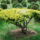 Schirmform ca. 90x180 (Taxus baccata Summergold)