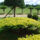 Schirmform ca. 80x260 (Taxus baccata Summergold)