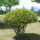 Schirmform ca. 110x120 (Taxus baccata Adpressa Aurea)