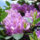 Rhododendron Catawbiense Grandiflorum, Blüte