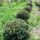 Kugel ø ca. 50-100 cm (Prunus lusitanica Angustifolia)