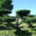 Bonsaiform ca. 80x130 (Taxus baccata Summergold)