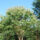 Schirmform ca. 370x290 (Heptacodium miconioides)