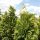 Chamaecyparis lawsoniana Stardust, hier 1.25 m