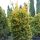 Taxus baccata Semperaurea, hier 1 m