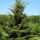 Picea orientalis Aureospicata, hier 4 m