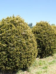 Taxus baccata Adpressa Aurea, hier 1.75 m