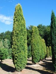 Taxus baccata Fastigiata Aurea, hier 4 m