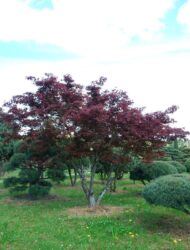 Schirmform ca. 280x380 (Acer palmatum Atropurpureum)