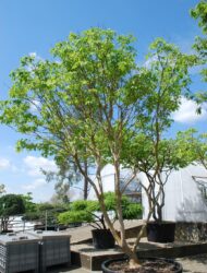 Schirmform ca. 370x290 (Heptacodium miconioides)