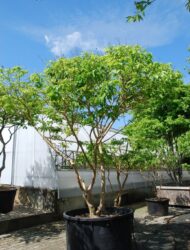 Schirmform ca. 290x280 (Heptacodium miconioides)