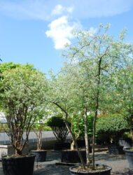 Schirmform ca. 280x280 (Pyrus salicifolia Pendula)