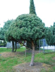 Stammform ca. 3 m (Pinus sylvestris Watereri)