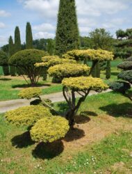 Bonsaiform ca. 180x250 (Juniperus chinensis Plumosa Aurea)