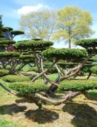 Bonsaiform ca. 170x380 (Taxus baccata Summergold)
