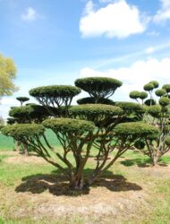 Bonsaiform ca. 250x320