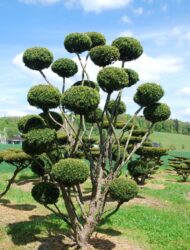 Pomponform ca. 320x180