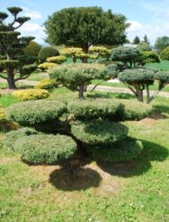 Bonsaiform ca. 140x200 (Juniperus virginiana Hetz)