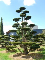 Bonsaiform ca. 570x400