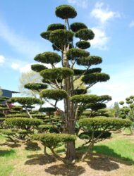 Bonsaiform ca. 570x400