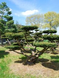 Bonsaiform ca. 220x350 (Taxus baccata Summergold)