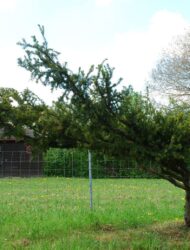 Windflüchter ca. 170x250