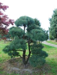 Bonsaiform ca. 270x230