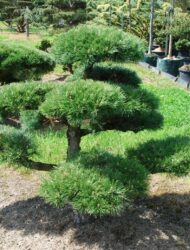 Bonsaiform ca. 130x190