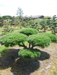 Bonsaiform ca. 110x250 (Pinus nigra Pierrick Brégeon)