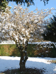 Schirmform ca. 300x300 (Corylus avellana Contorta)