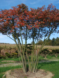 Schirmform ca. 420x480; Herbstfärbung (Amelanchier lamarckii)