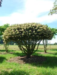 Schirmform ca. 260x350; Blüte (Prunus lusitanica Angustifolia)