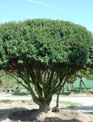 Schirmform ca. 300x380 (Prunus lusitanica Angustifolia)