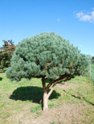 Schirmform ca. 180x170 (Pinus sylvestris Watereri)