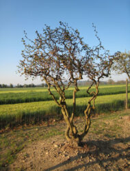 Schirmform ca. 250x280 (Corylus avellana Contorta)