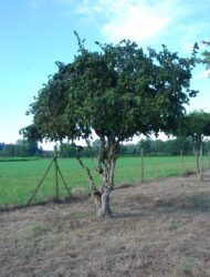 Schirmform ca. 320x320 (Corylus avellana Contorta)