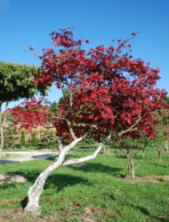 Schirmform ca. 300x300; Herbstfärbung (Acer japonicum Aconitifolium)