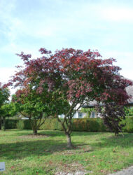 Schirmform ca. 400x420 (Acer japonicum Aconitifolium)