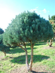 Schirmform ca. 200x170 (Pinus sylvestris Watereri)