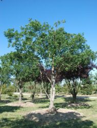 Schirmform ca. 380x330 (Quercus turneri Pseudoturneri)