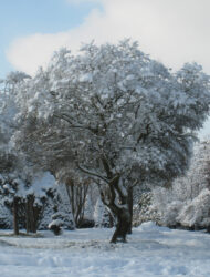 Schirmform ca. 470x420 (Ulmus minor Jacqueline Hillier)