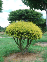 Schirmform ca. 110x120 (Taxus baccata Adpressa Aurea)