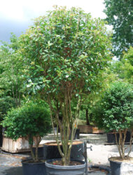 Schirmform ca. 240x120 (Photinia fraseri Red Robin)