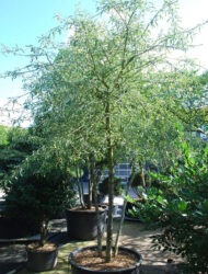 Schirmform ca. 280x280 (Pyrus salicifolia Pendula)