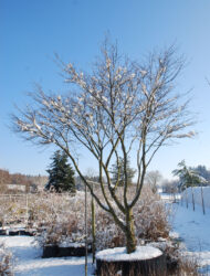 Schirmform ca. 370x250 (Acer palmatum Atropurpureum)